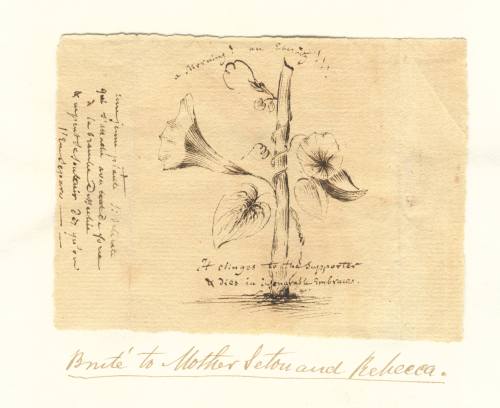 Sketch by Father Bruté called 'Morning Glories'